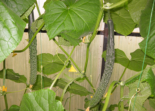 Cucumber variety Real man