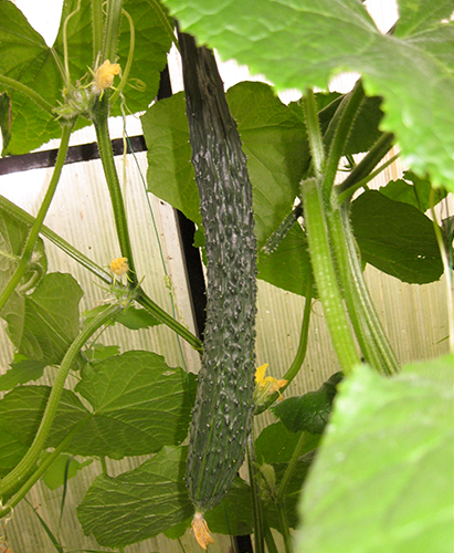 Cucumber variety Real man