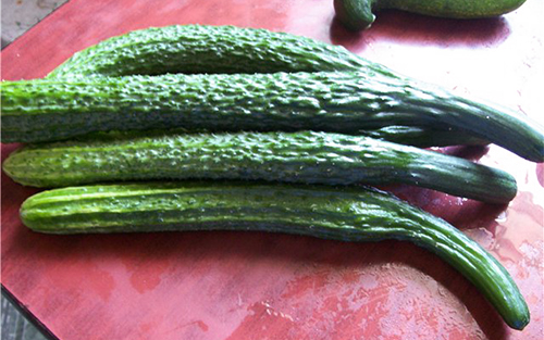 Cucumber variety Real man