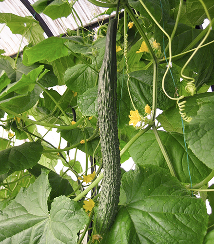 Cucumber variety Real man