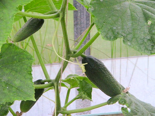 Cucumber variety Prima Donna