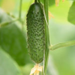 Cucumber variety SV 4097 TsV (F1)