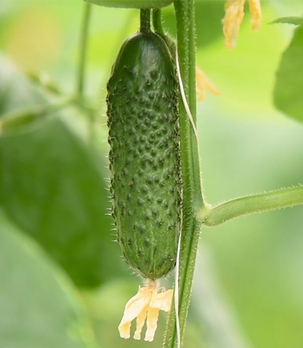 Cucumber variety SV 4097 CV