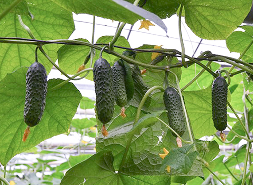 Cucumber variety SV 4097 CV