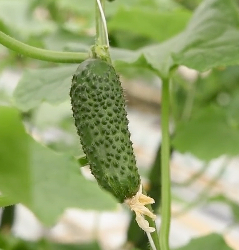 Cucumber variety SV 4097 CV