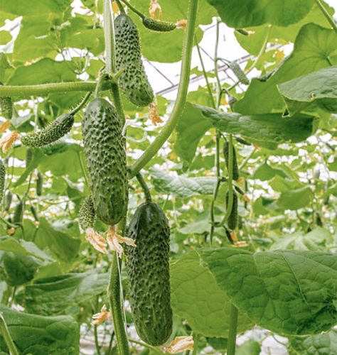 Cucumber variety SV 4097 CV