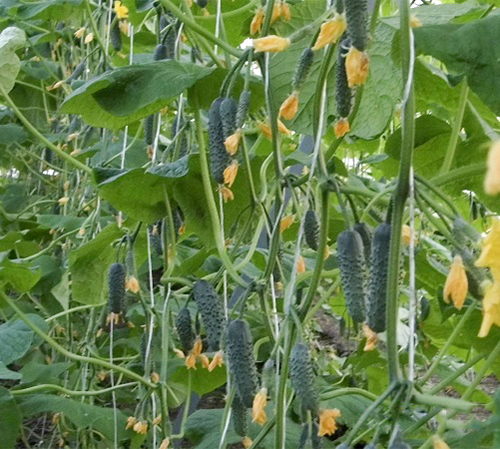 Cucumber variety Cedric