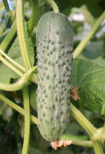 Cucumber variety Cedric