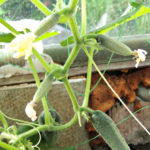 Cucumber variety Siberian garland (F1)