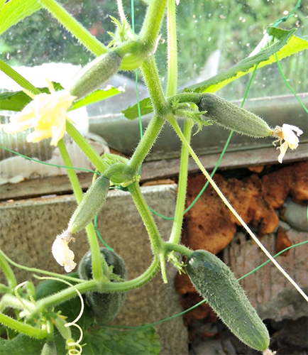 Cucumber variety Siberian garland