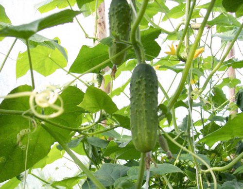 Caesar cucumber variety