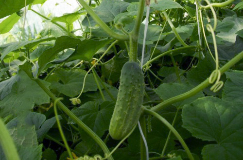 Caesar cucumber variety