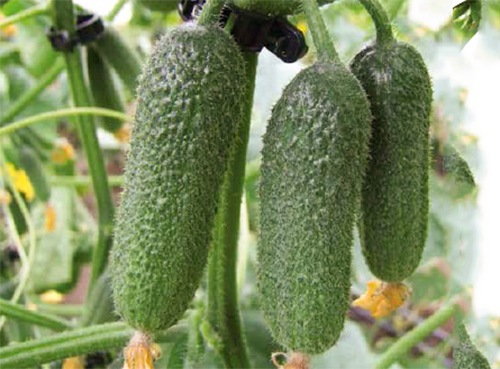 Cucumber variety Trilogi