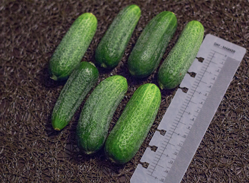 Cucumber variety Trilogi