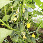 Cucumber variety Blizzard (F1)