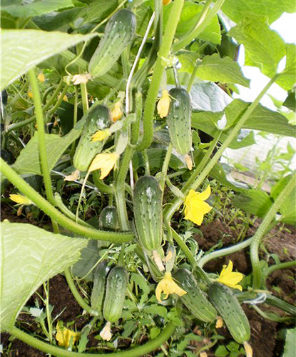 Blizzard cucumber variety