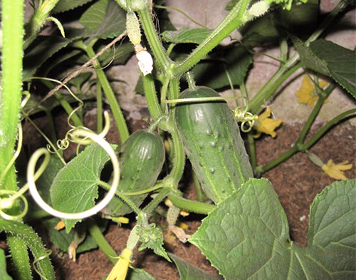 Blizzard cucumber variety