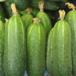 Cucumber variety Granddaughter (F1)