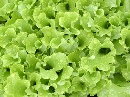 Sort of lettuce Snowflake