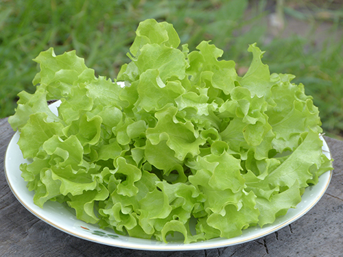 Sort of lettuce Snowflake