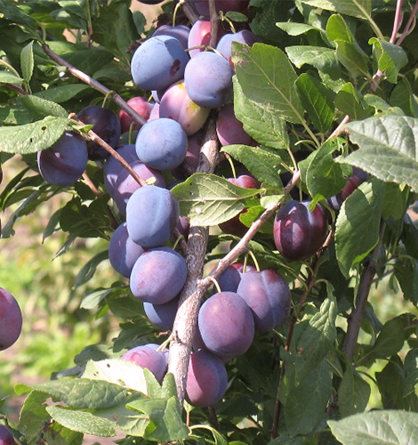 Plum variety Bogatyrskaya