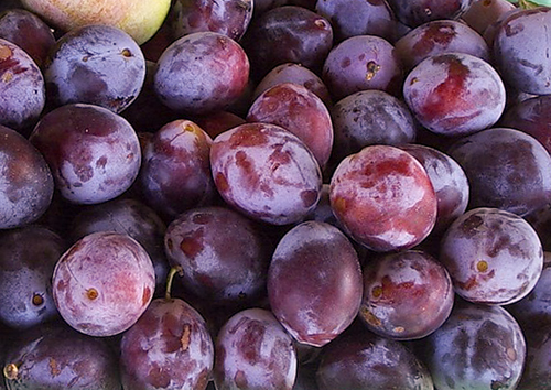 Plum variety Bogatyrskaya