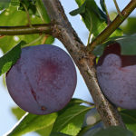 Pelbagai plum Eurasia 21