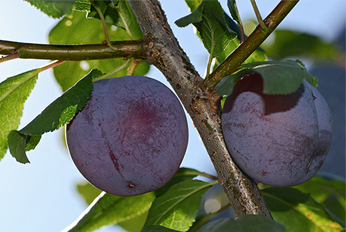 Plum variety Eurasia 21