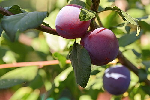 Pelbagai plum Eurasia 21