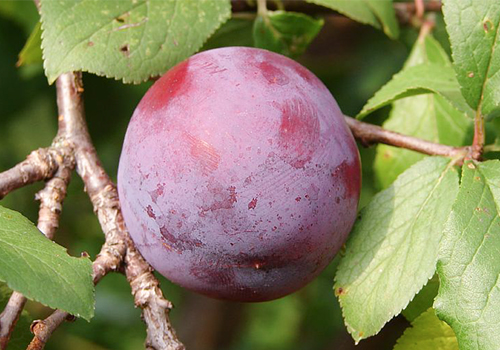 Pelbagai plum Eurasia 21