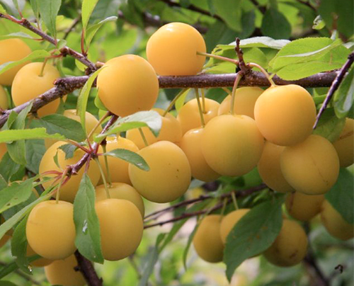 Plum variety Renklod kolkhozny