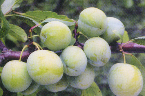 Plum variety Renklod kolkhozny