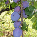 Plum variety Smolinka