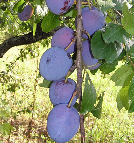 Plum variety Smolinka