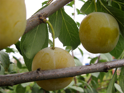 Plum variety Firefly