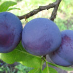 Plum variety Zarechnaya early