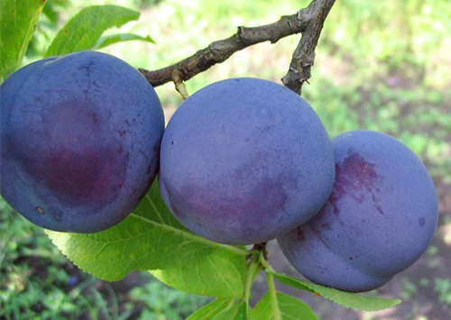 Plum variety Zarechnaya early