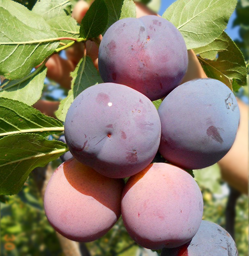 Plum variety Zarechnaya early