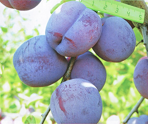 Plum variety Zarechnaya early