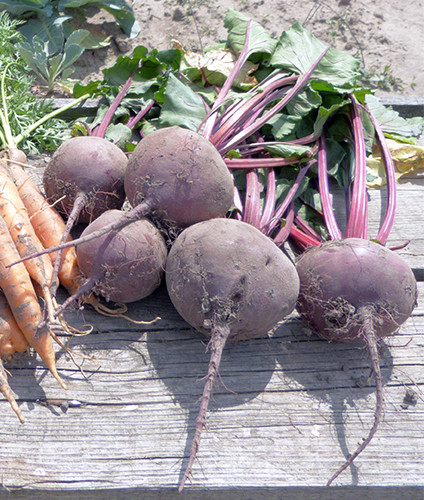 Beet variety Incomparable А-463