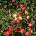 Cherry plum pelbagai komet Kuban