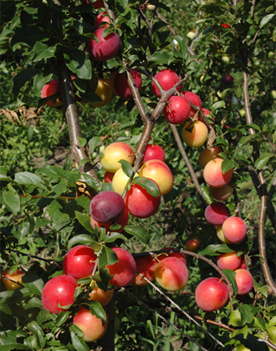 Cherry plum variety Kuban comet