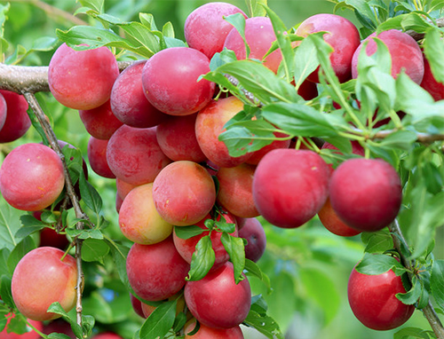 Cherry plum variety Kuban comet