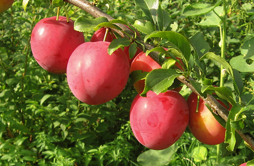 Cherry plum variety Kuban comet