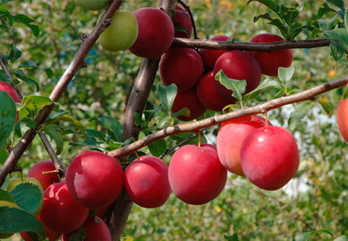 Cherry plum variety Kuban comet