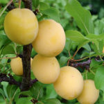 Cherry plum variety Gold of the Scythians