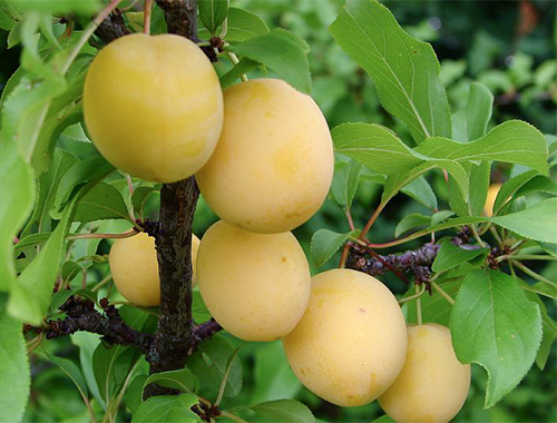 Cherry plum variety Gold of the Scythians