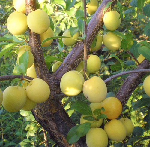 Cherry plum variety Gold of the Scythians