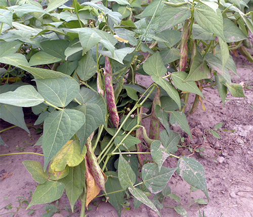 Borlotto bean variety