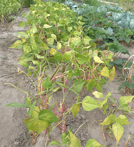 Borlotto bean variety